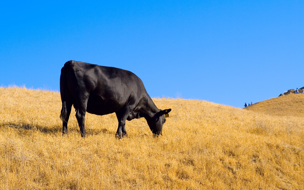 Holy Cow -- The Skinny on Milk