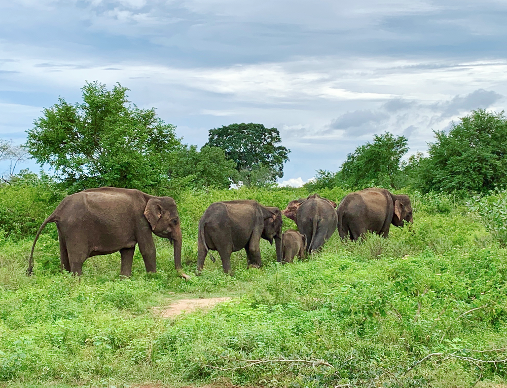 Adventures in Sri Lanka