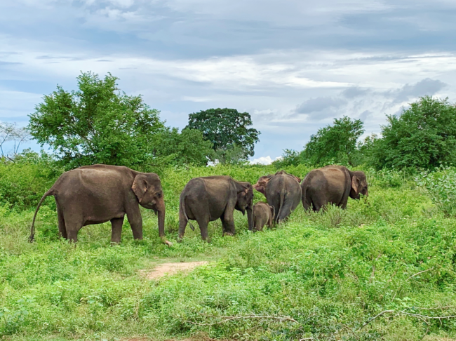 Adventures in Sri Lanka