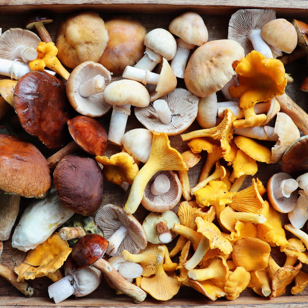 How to Almost Like Mushrooms